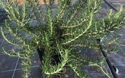 Il rosmarino prostrato: pianta rustica e semplice da coltivare